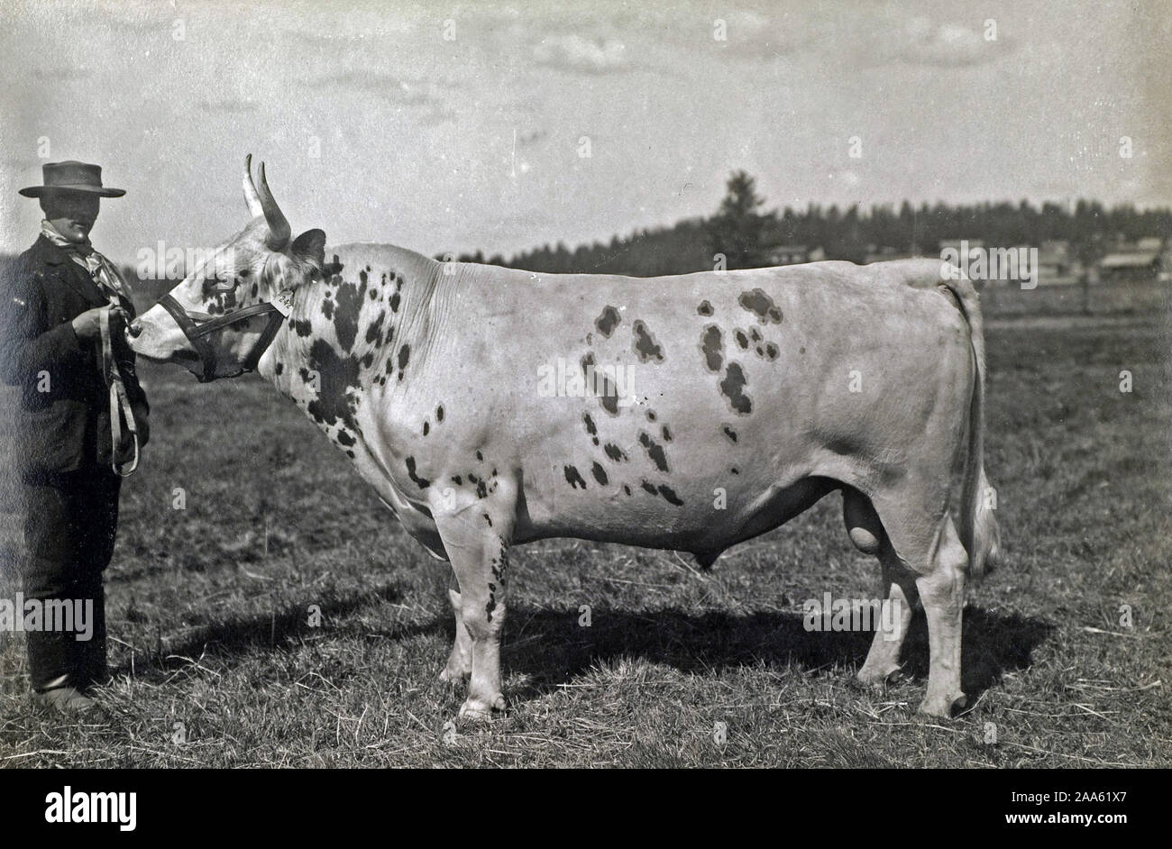 Finnland Geschichte - I.K. Inha finnische Landwirtschaft - Mann mit Kuh Ca. 1899 Stockfoto