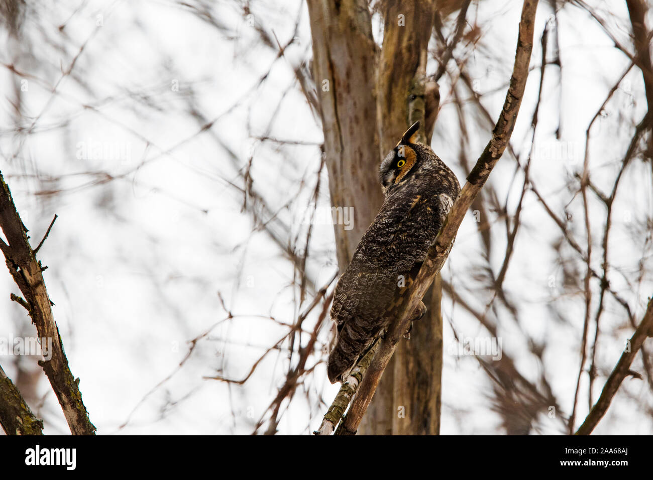 Waldohreule (Asio otus), auch bekannt als der nördlichen Waldohreule [2] oder, noch informell, als das geringere gehörnten Eule oder Katze Eule im Winter Stockfoto