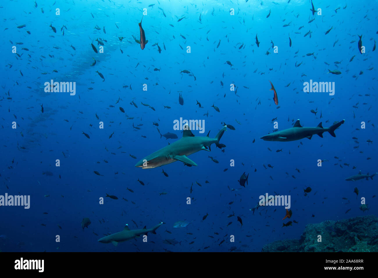 Gruppe von Weißspitzen-Riffhaie (Triaenodon obesus) und eine Schule von Jack Fisch auf den Hintergrund in der Tauchen Website von El Kessel, San Benedicto ist Stockfoto