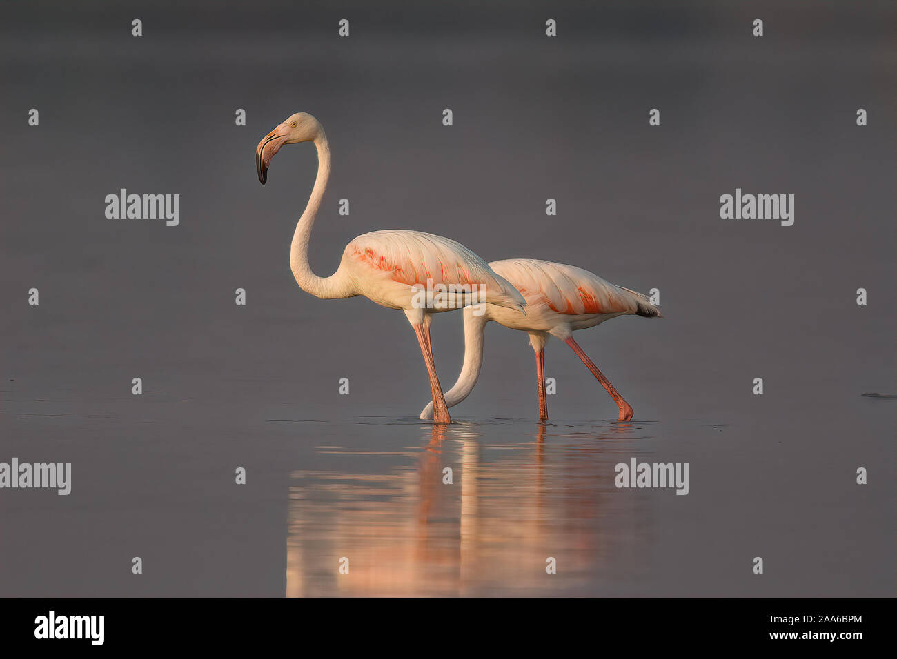 Flamingos, Waten durch Wasser an einem kalten Wintermorgen während der Goldenen Stunde Stockfoto