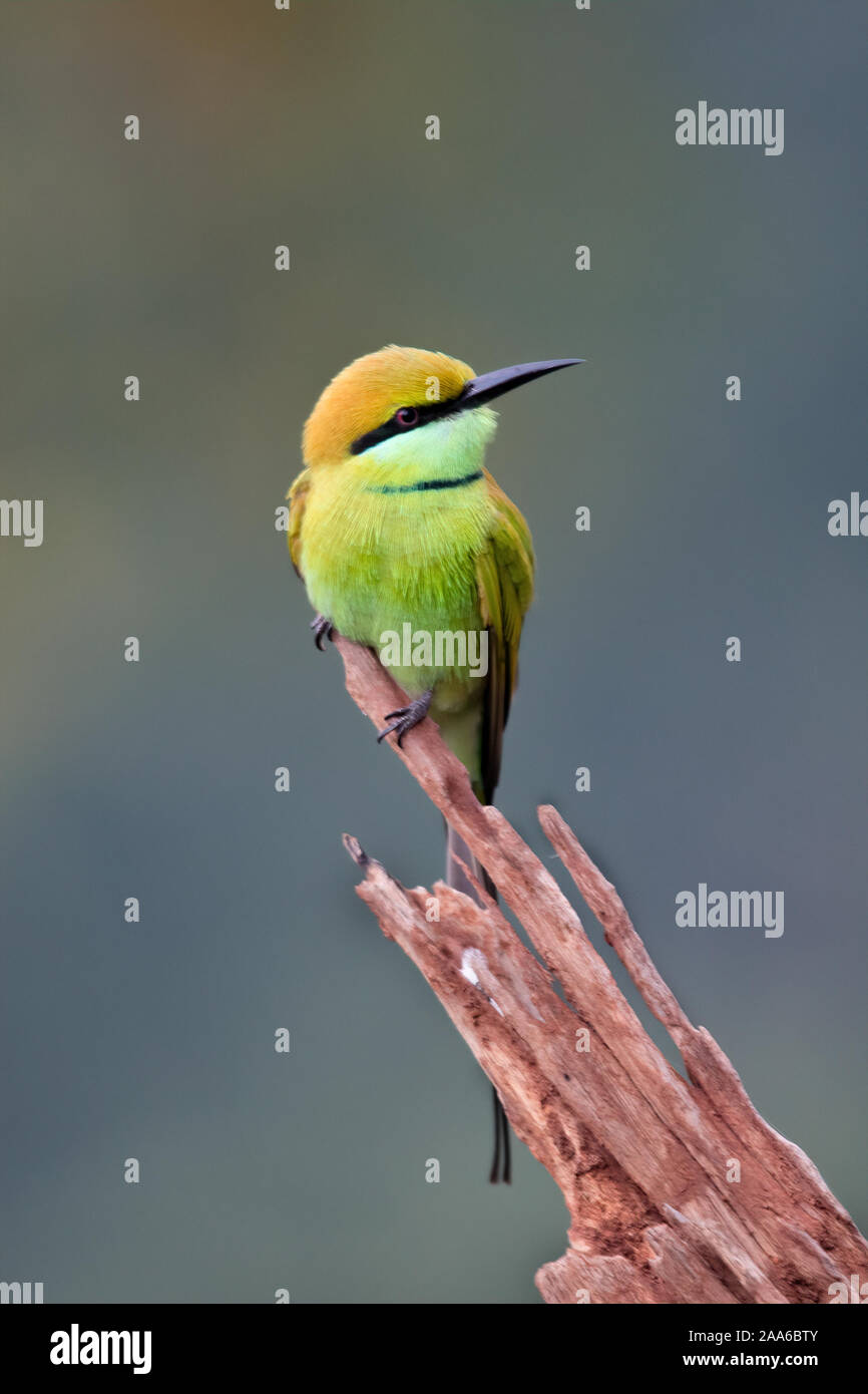 Grüne Bienenfresser auf einem Baumstumpf an einem bewölkten Morgen thront, mit schönen grünen Hintergrund Stockfoto