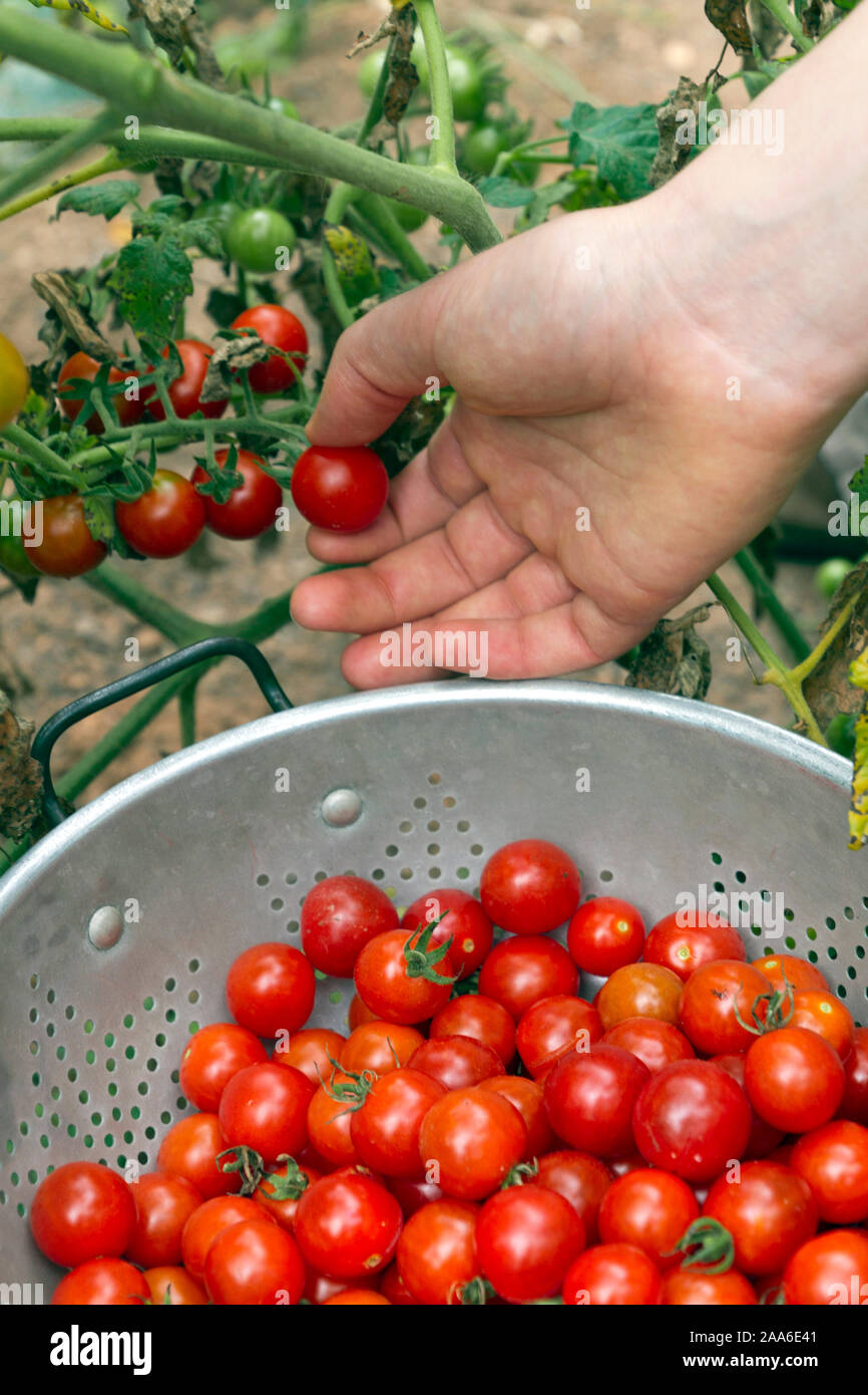 Nahaufnahme einer Hand pflücken reif Cherry Tomaten in einen Sommergarten Stockfoto