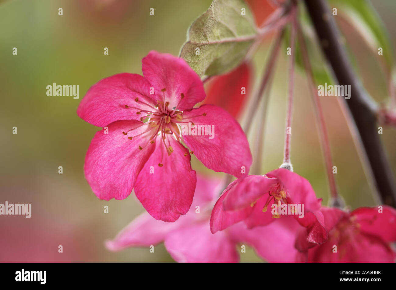 Tiefrosa Crabapple Blüten (Malus) Stockfoto