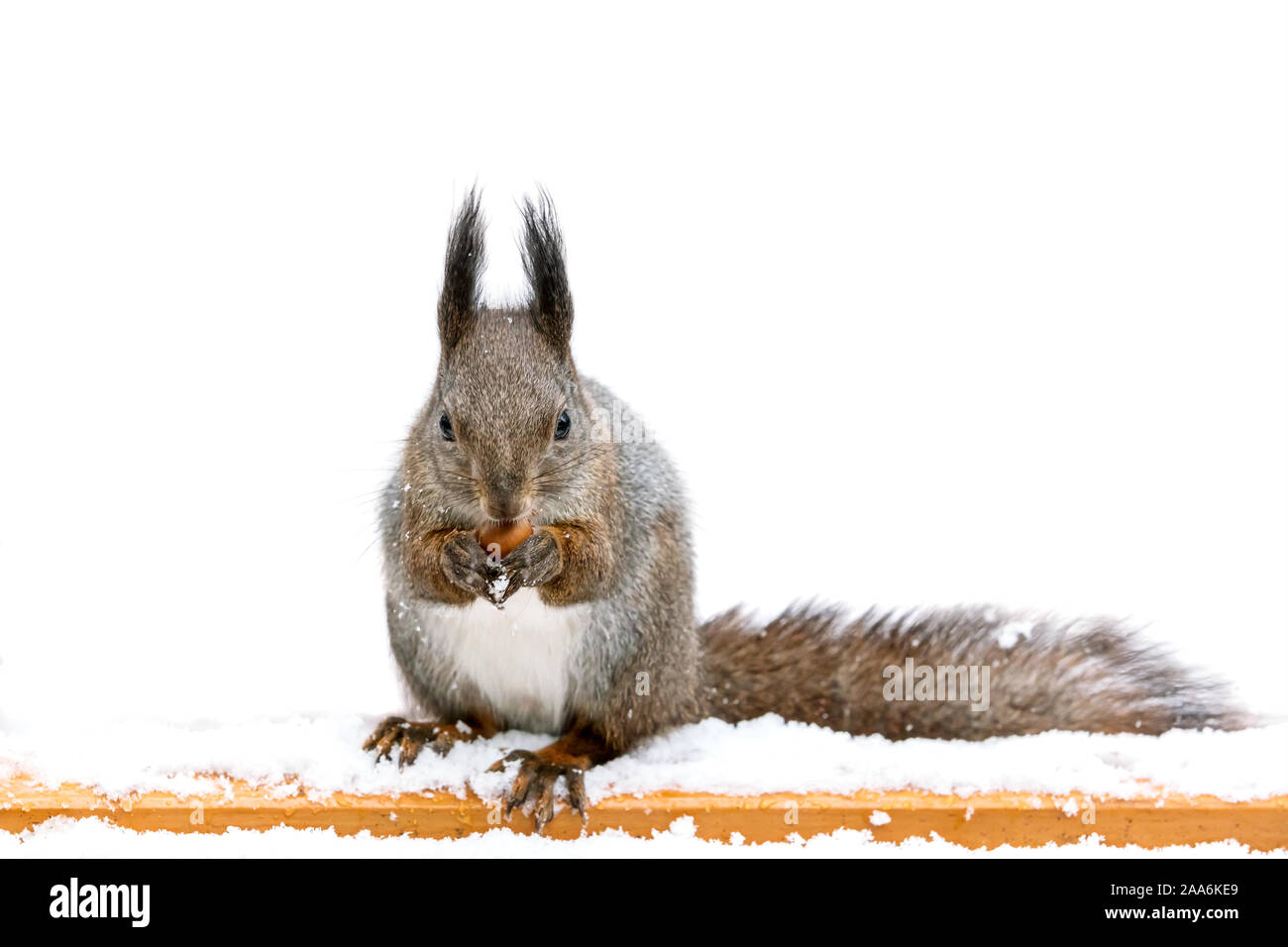 Wenig Eichhörnchen sitzt auf der Bank mit Schnee bedeckt und essen Mutter Stockfoto