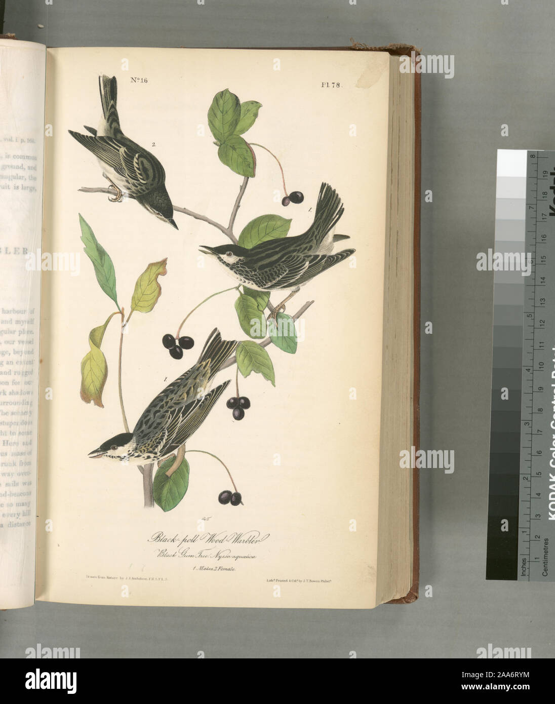 Sylvicola striata.; Schwarz-Umfrage Wood-Warbler, 1. Männer, 2. Frau. (Black Gum Tree. Nyssa Aquatica). Stockfoto