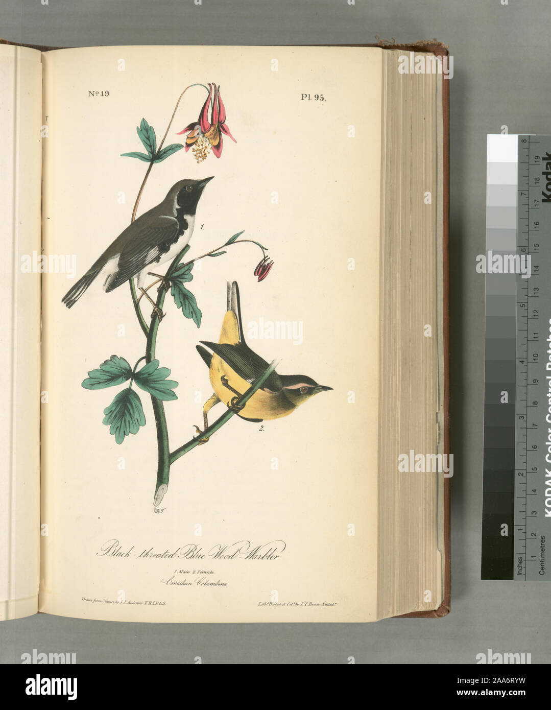 Sylvicola canadensis.; Schwarz-throated Blau Wood-Warbler. 1. Männlich. 2. Frau. (Kanadische Akelei.) Stockfoto