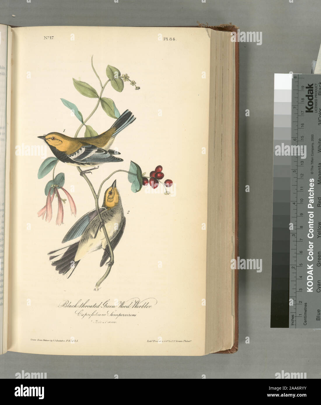 Sylvicola virens.; Schwarz-throated Grün Wood-Warbler, 1. Außengewinde, 2. Frau. (Cuprifolium sempervirens). Stockfoto