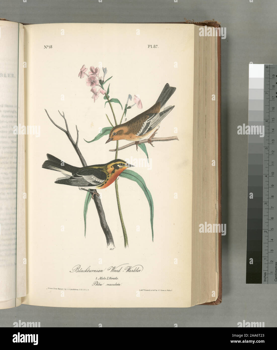 Sylvicola Blackburniae.; Blackburnia Wood-Warbler. 1. Außengewinde, 2. Frau. (Phlox maculata). Stockfoto