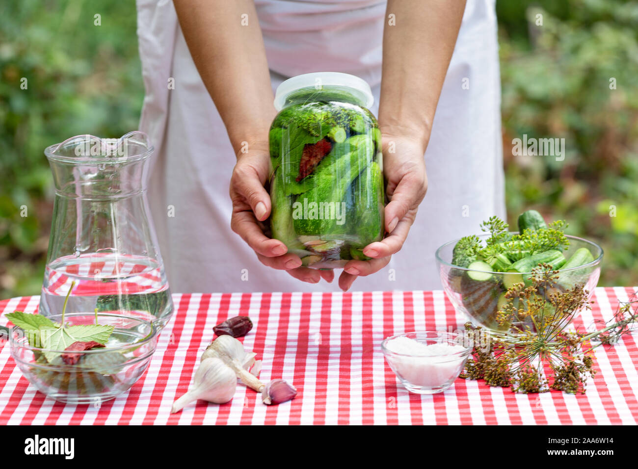 Hände von Cook Frau halten aus Glas der eingemachten Gurken. Rot karierte Tischdecke. Gewürze auf der Tischdecke für das Kochen. Natürlichen grünen Hintergrund Stockfoto