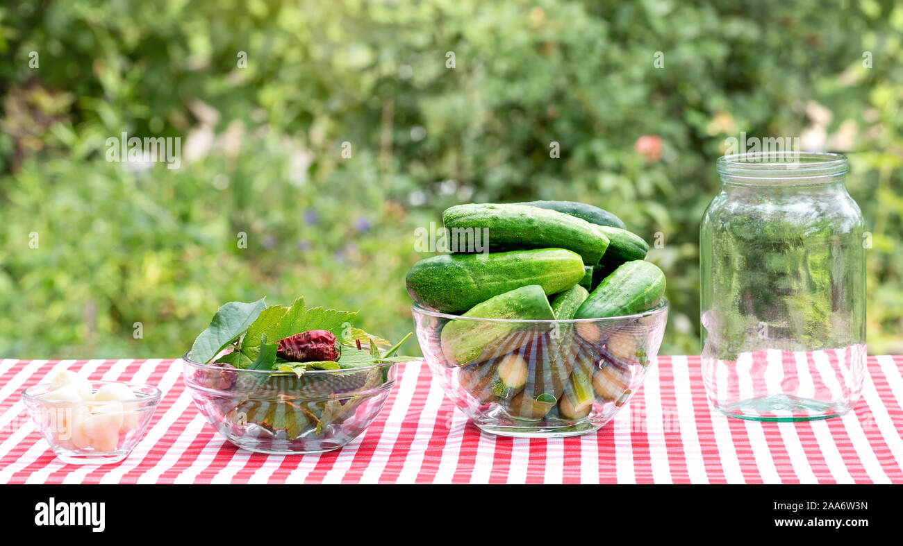 Beschaffung der Zutaten für die Erhaltung der Gurken. Gewürz Knoblauch und Gurken auf eine Rote karierte Tischdecke. Natürlichen grünen Hintergrund Stockfoto