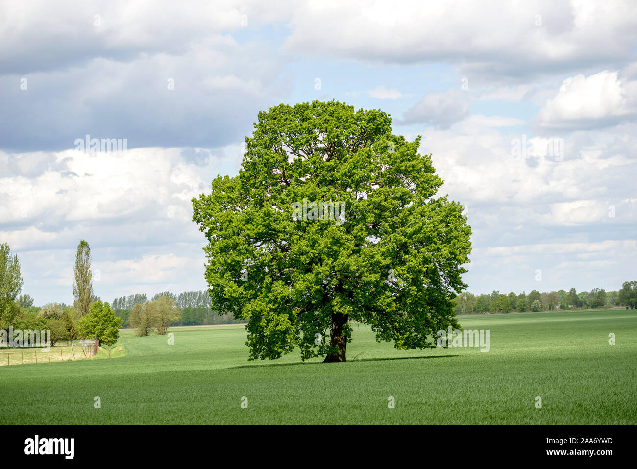 Stiel-Eiche (Quercus robur) Stockfoto