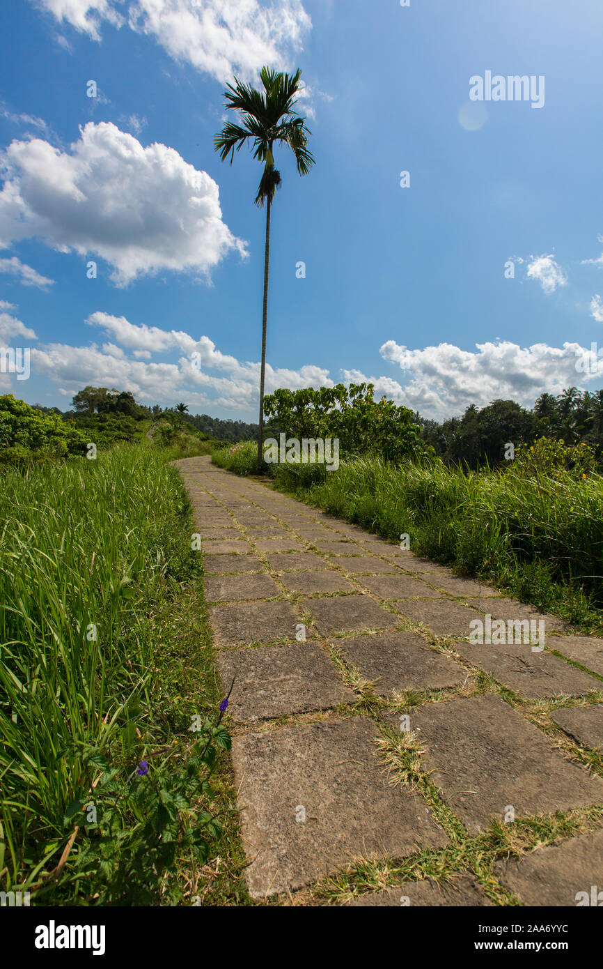 Mellow Wanderweg von Campuhan Ridge Walk ist ein beliebtes Ausflugsziel mit herrlichem Blick auf die Hügel. Ubed, Bali, Indonesien. Stockfoto