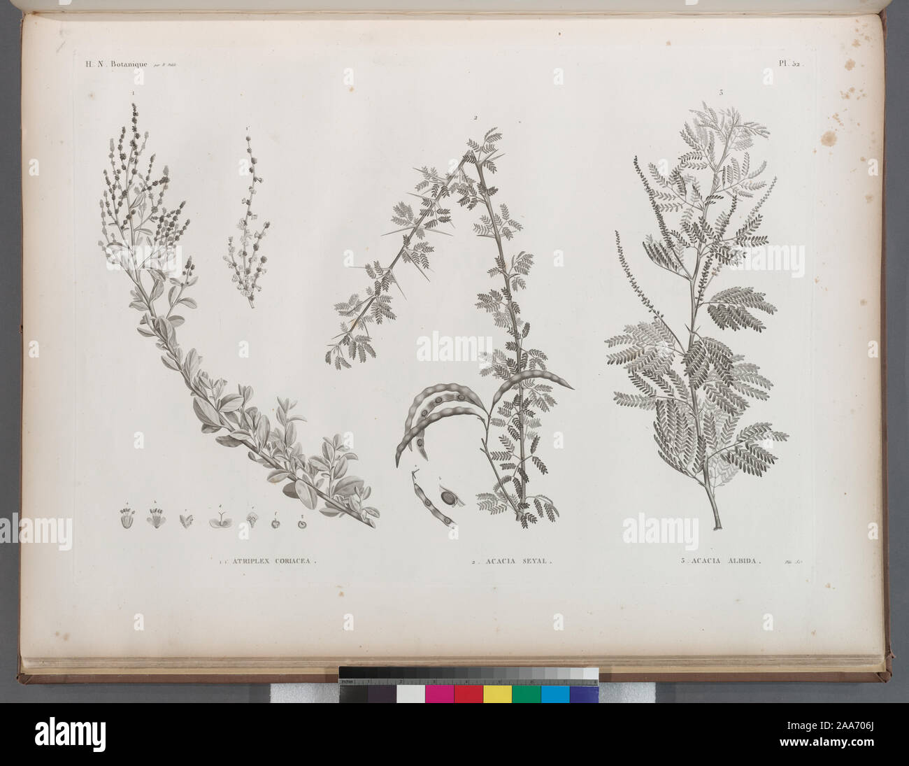 Botanique. 1.1'. Atriplex coriacea; 2. Acacia seyal; 3. Acacia albida.; Botanique. 1.1'. Atriplex coriacea; 2. Acacia seyal; 3. Acacia albida. Stockfoto