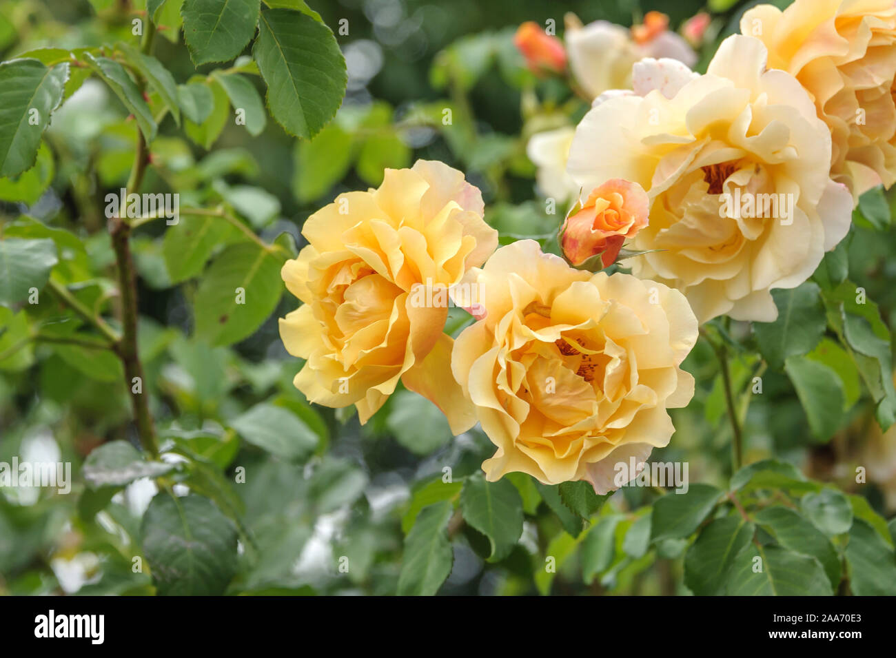 Postillion Strauch-Rose (Rosa) Stockfoto