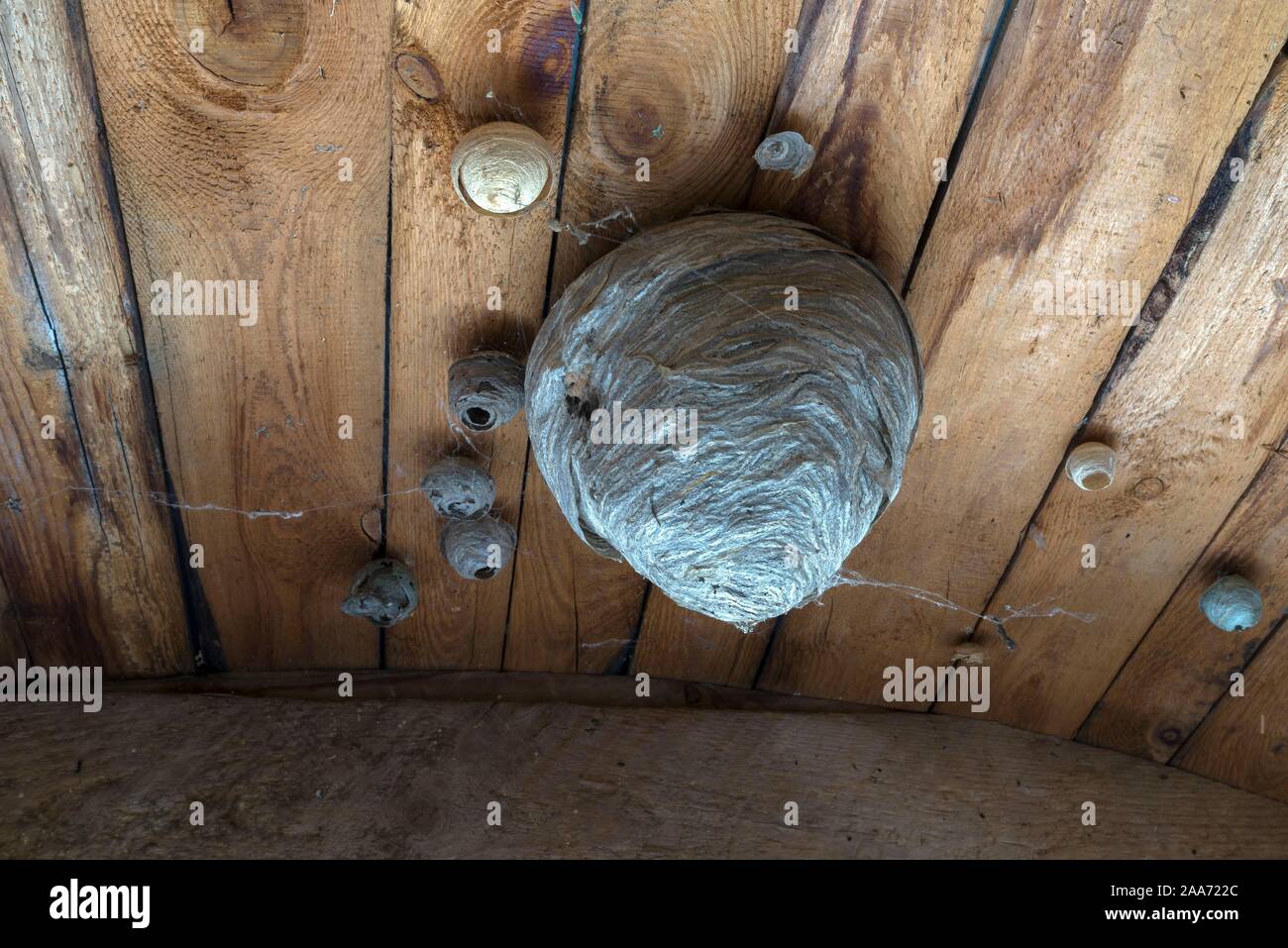 Wespennester auf eine Holzdecke, Mecklenburg-Vorpommern, Deutschland Stockfoto