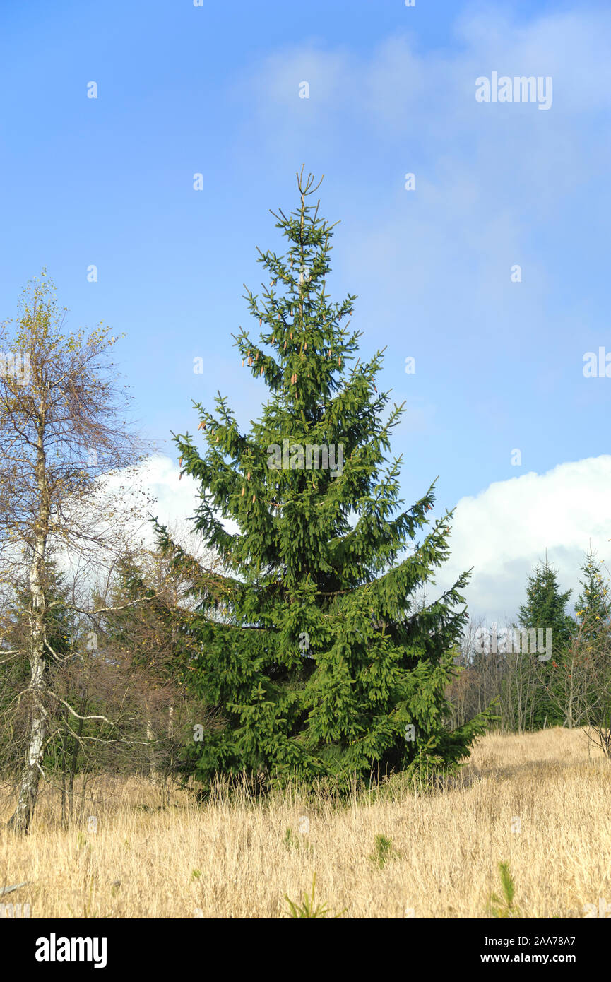 Georgenfelder Hochmoor, Rot-Fichte (Picea abies) Stockfoto