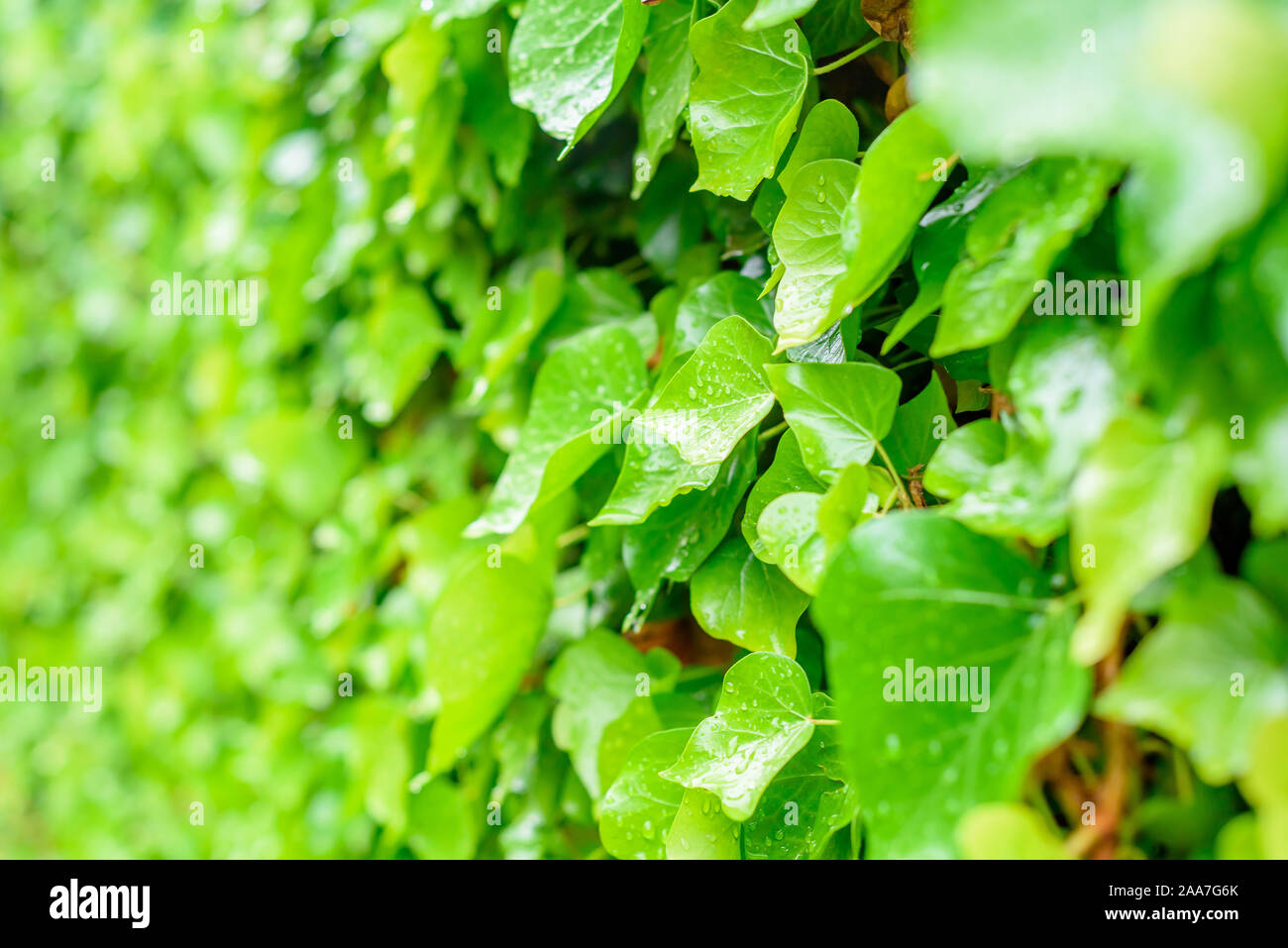 Grüne Pflanze Hintergrund, Regentropfen auf den Blättern, helle grüne Hintergrund Stockfoto