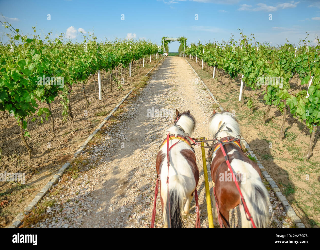 Zwei Pferde ziehen einer Kutsche durch die grünen Weinberge auf einer sandigen Weg als touristische Attraktion für Weingut an einem sonnigen Nachmittag in der Vojvodina in Serbien Stockfoto