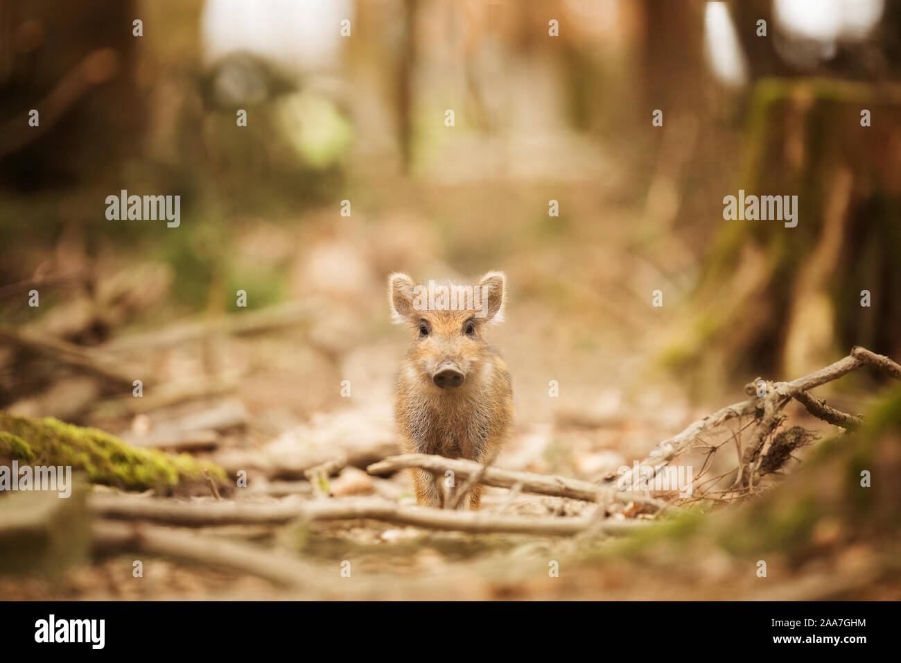 Ein Wildschwein freshling starrte auf die Kamera beim Verstecken im Wald Stockfoto