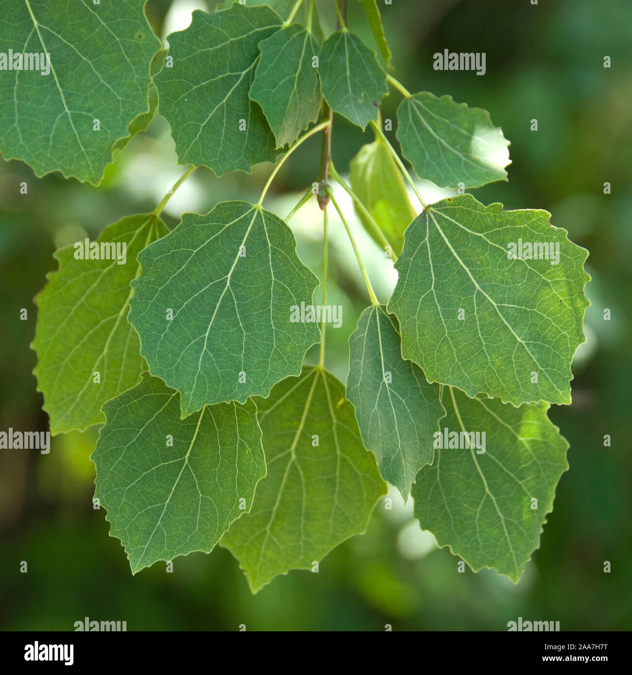 Zitterpappel (Populus tremula) Stockfoto