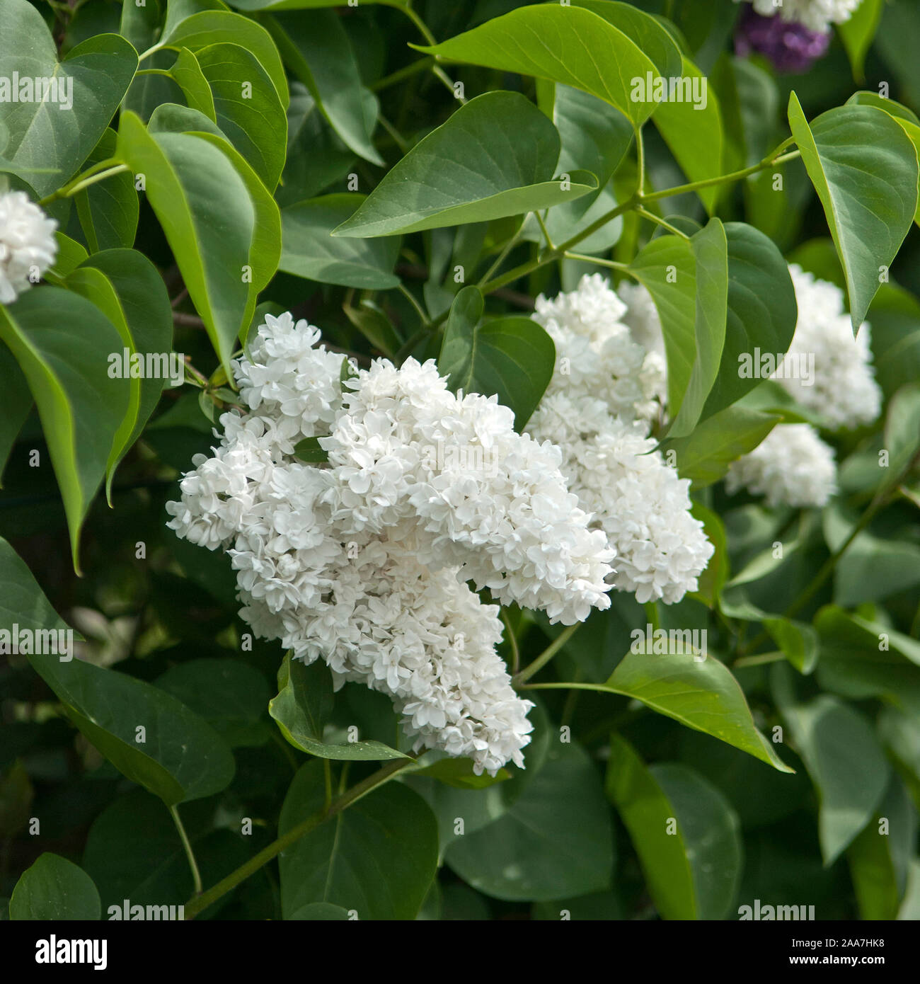 Edel-Flieder (Syringa vulgaris 'Mme Lemoine') Stockfoto