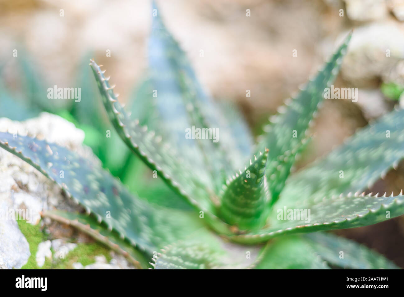 Aloe vera beste Haut Medizin in der Welt, Aloe wild wachsende Pflanze  Ansicht schlieen Stockfotografie - Alamy