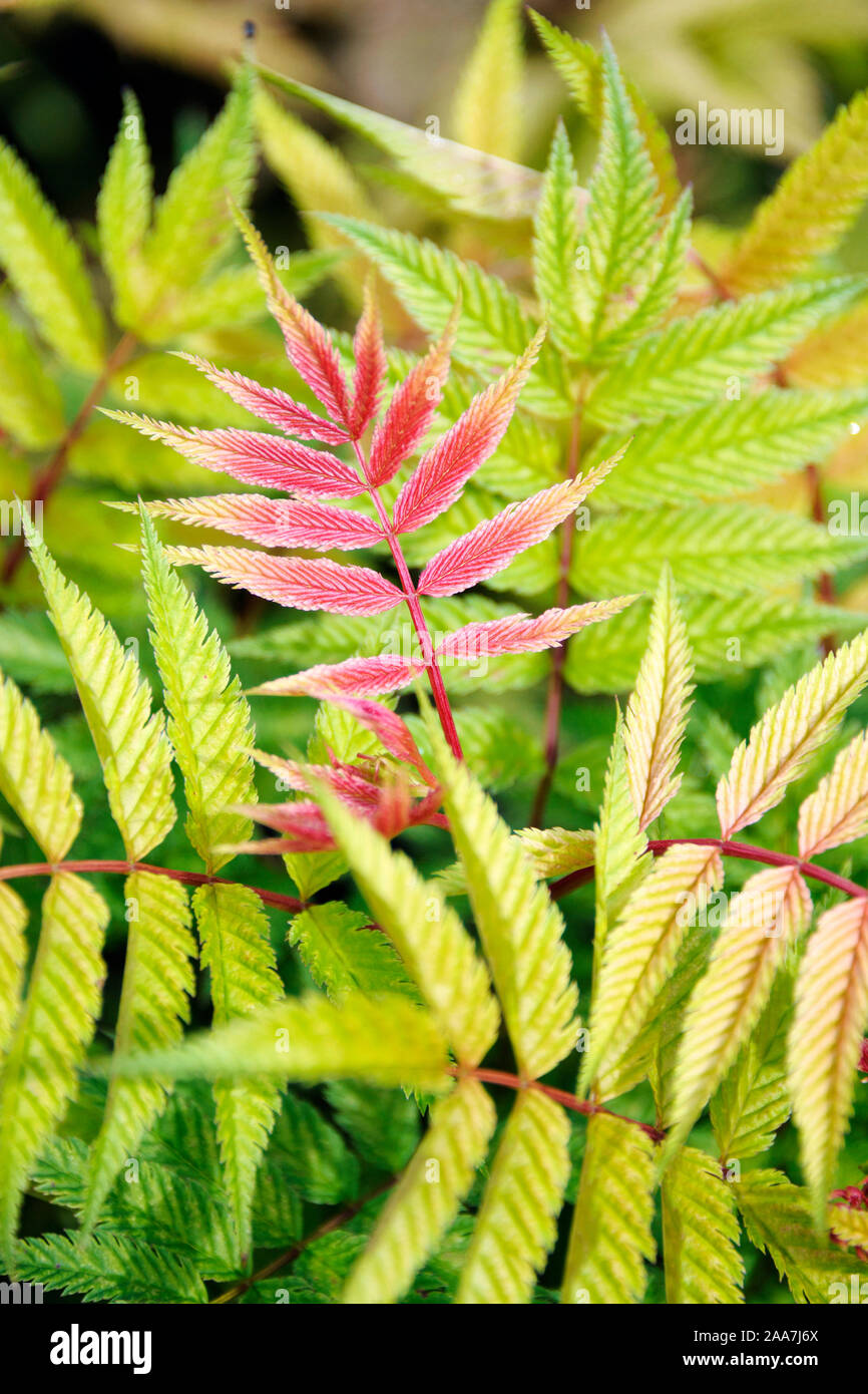 Sibirische Fiederspiere Sorbaria sorbifolia ('Sem') Stockfoto