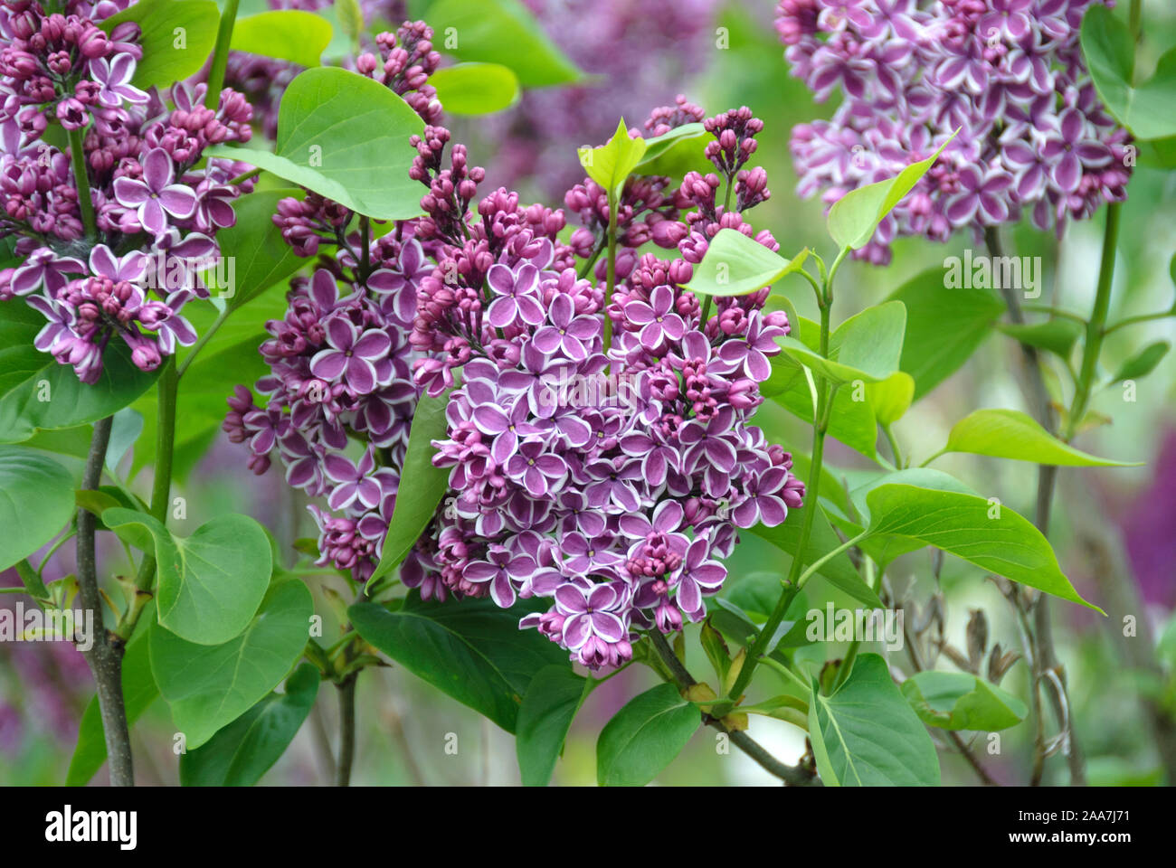 Edel-Flieder (Syringa vulgaris ensation') Stockfoto