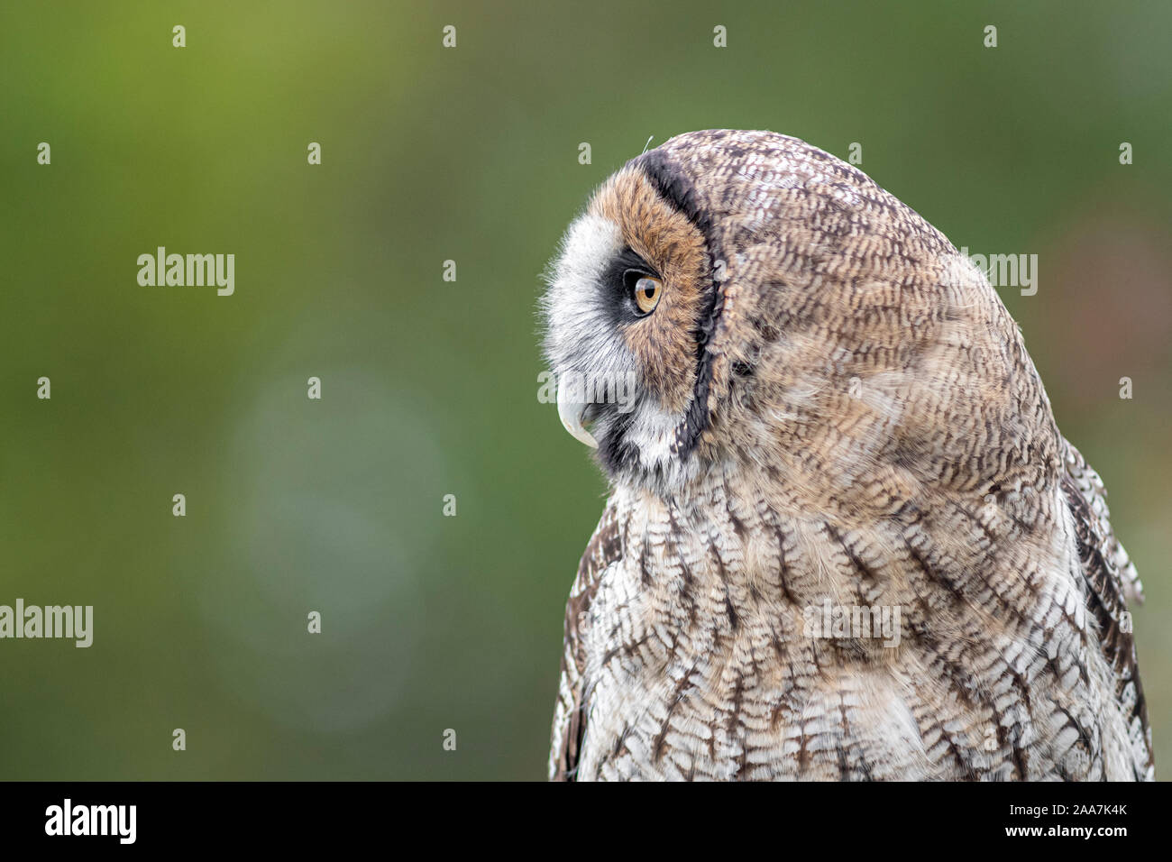 Seite Profil ansehen Portrait einer hybriden Eule. Es ist ein Kreuz zwischen einem großen grauen graue Eule und einem braunen Malaysischen Holz Eule auf einen einfachen sauberen Hintergrund Stockfoto