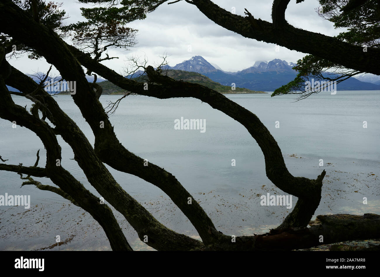 Wind geknickte Bäume am Beagle Kanal, Tierra del Fuego National Park, Argentinien Stockfoto