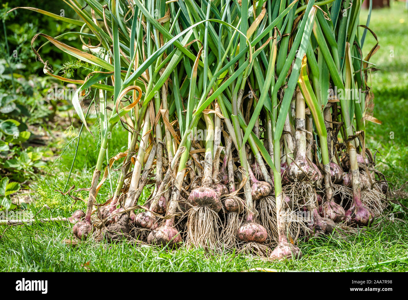 Knoblauch Ernten Stockfotos Knoblauch Ernten Bilder Alamy