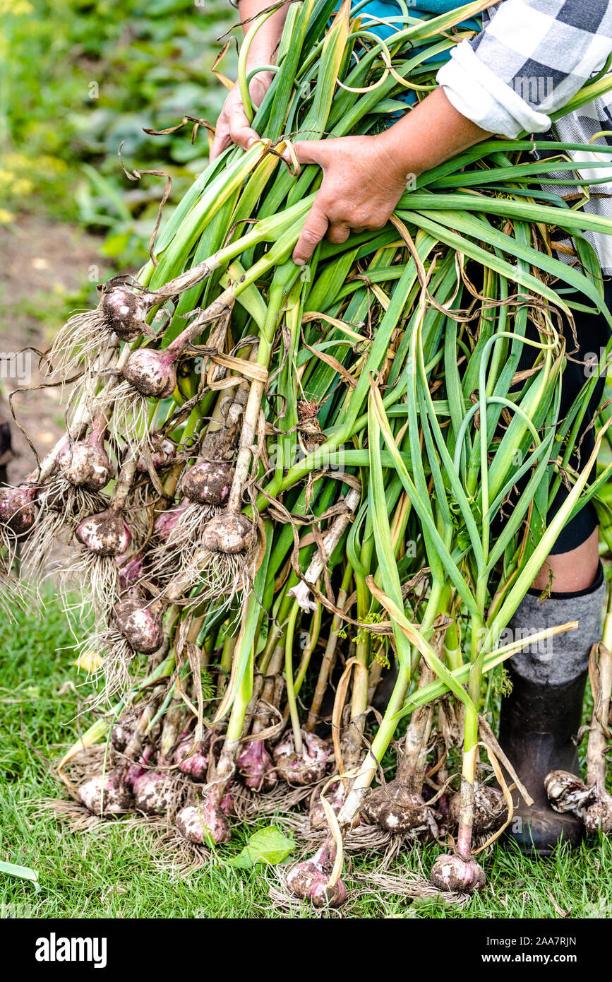 Frischer Knoblauch aus dem Boden. Landwirt Kommissionierung Gemüse aus biologischem Anbau aus dem Garten geerntet, ökologischer Landbau Konzept. Stockfoto