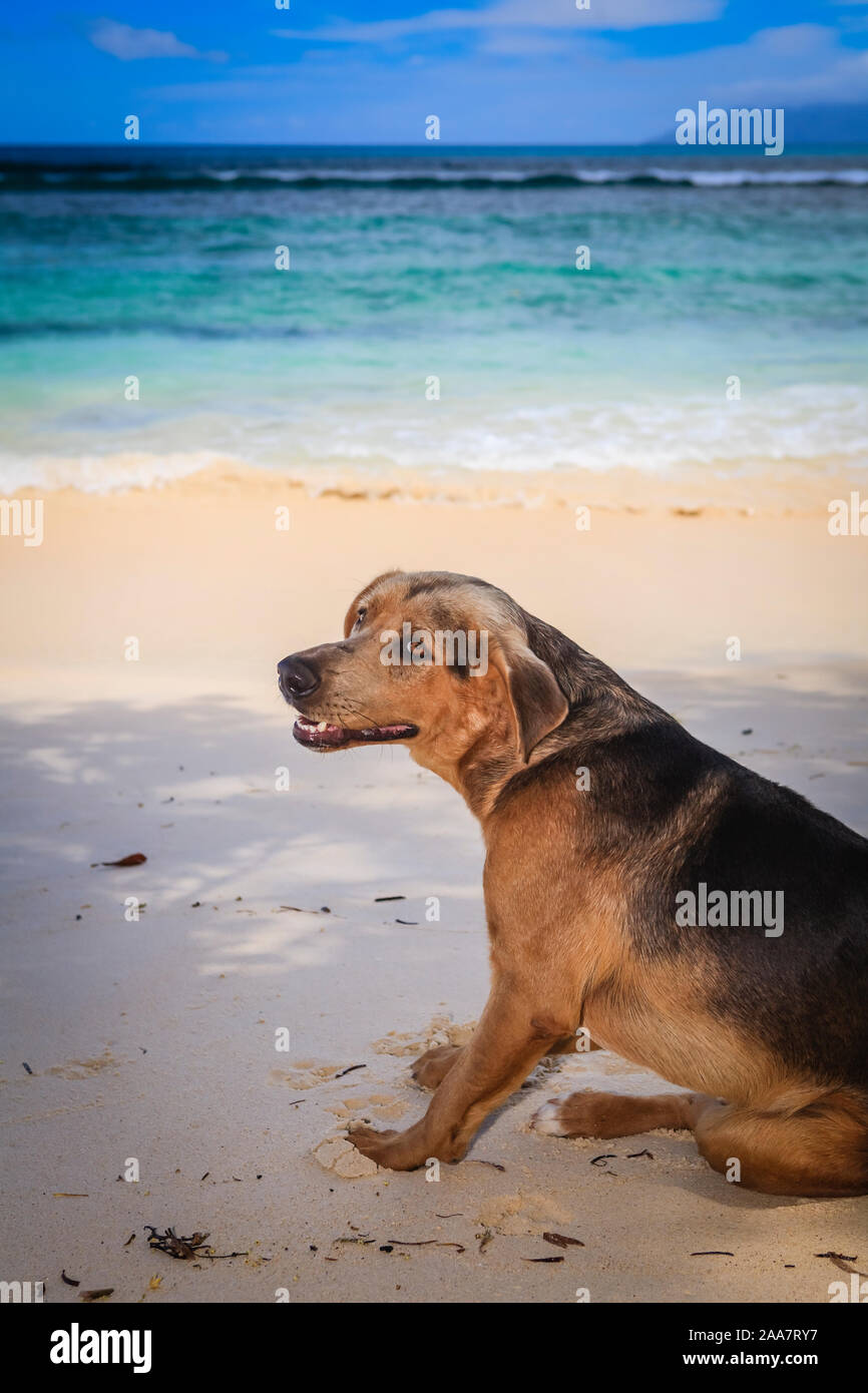 Ein Hund auf einem wunderschönen tropischen Strand in der Sonne Stockfoto