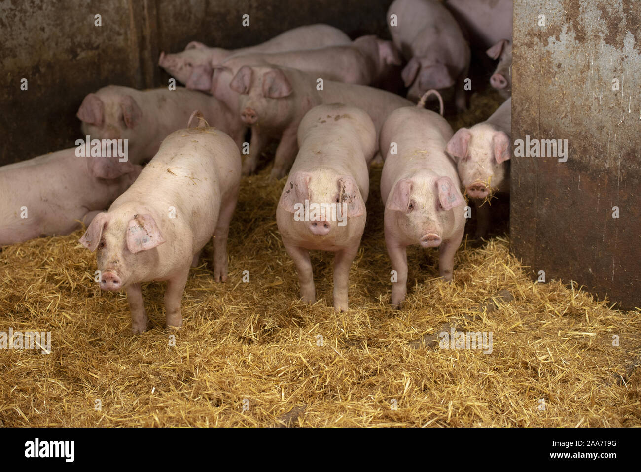 Welsh Schweine in einem Stift, Pwllheli, Halbinsel Lleyn, North Wales. Stockfoto