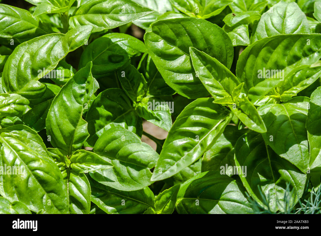 Grüne Kraut. Garten frische Basilikumblätter, Hintergrund Stockfoto