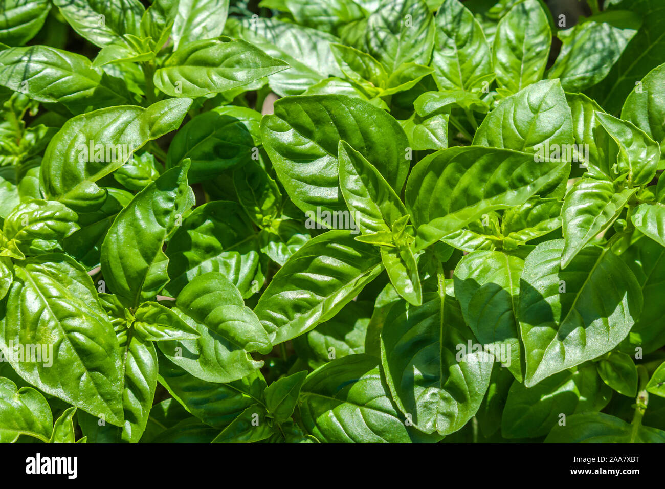 Grüne Blätter Basilikum wächst im Garten. Bauernhof frisches Basilikum Hintergrund. Stockfoto