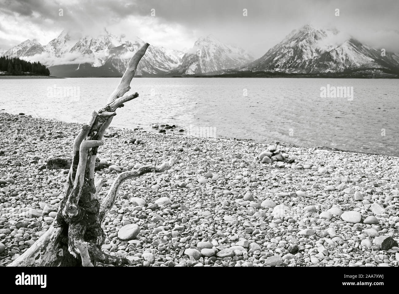 Gefallenen Baum am See, selektiver Fokus, Grand Teton National Park, Wyoming, USA. Stockfoto