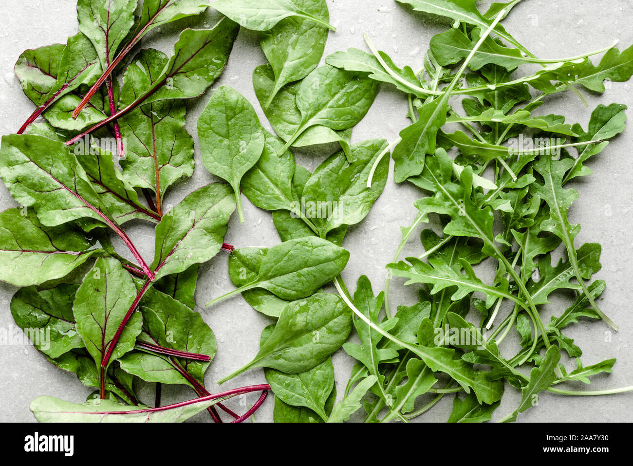 Frisch grüner Salat Blätter geerntet. Frische baby treibt von Rüben, Spinat und Rucola. Stockfoto