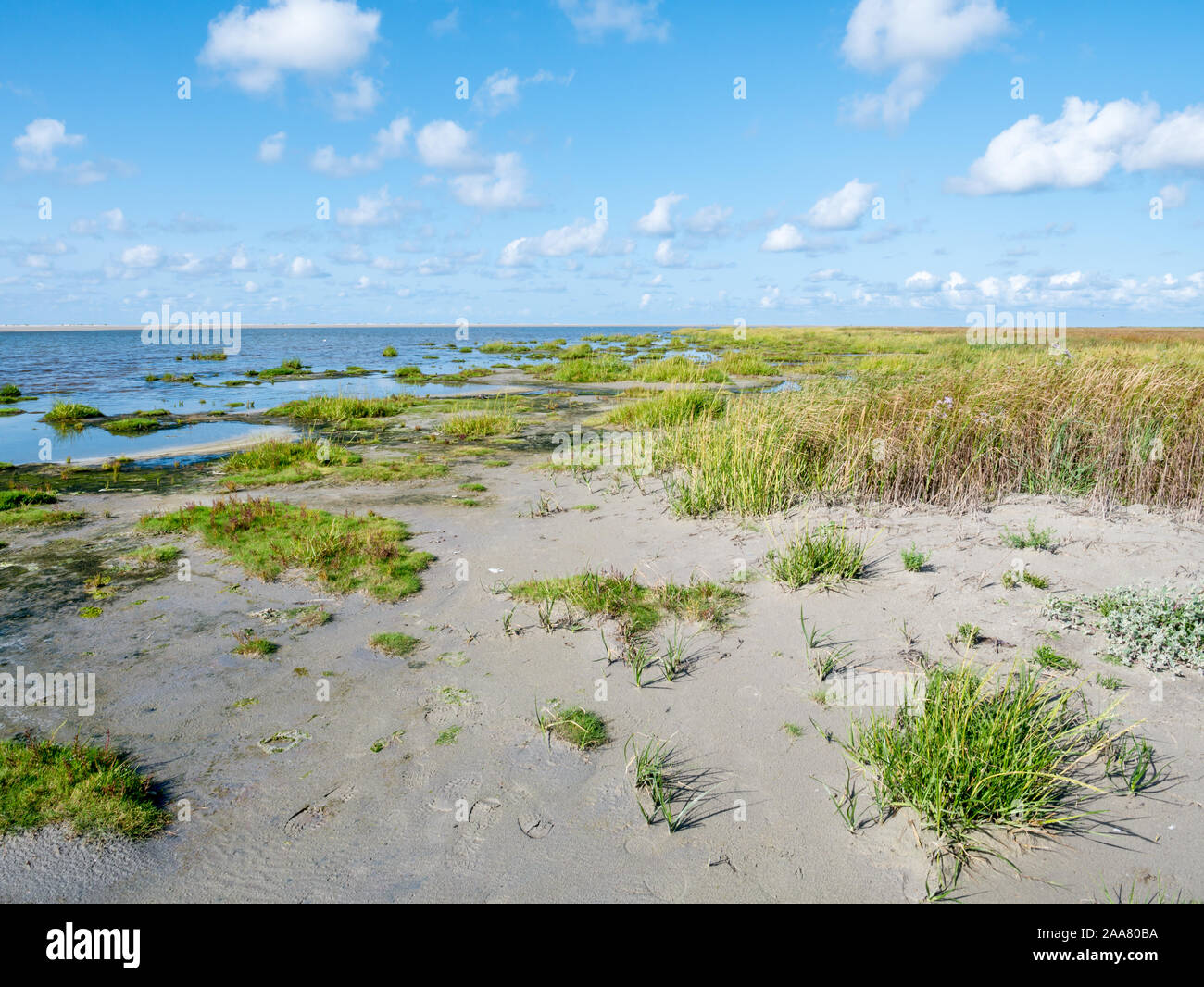 Marram Gras auf Westerstrand Strand von Westfriesische Insel Schiermonnikoog, Niederlande wachsende Stockfoto