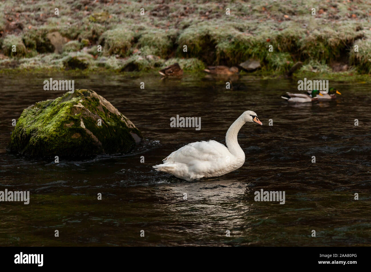 Schönen Schwan in den Fluss Bela in Milnthorpe Cumbria Stockfoto