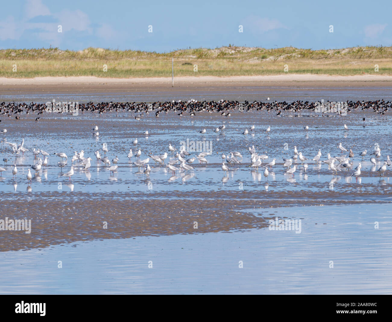 Gruppen von austernfischer und Möwen futtersuche am Strand von Schiermonnikoog bei Ebbe von Wattenmeer, Niederlande Stockfoto