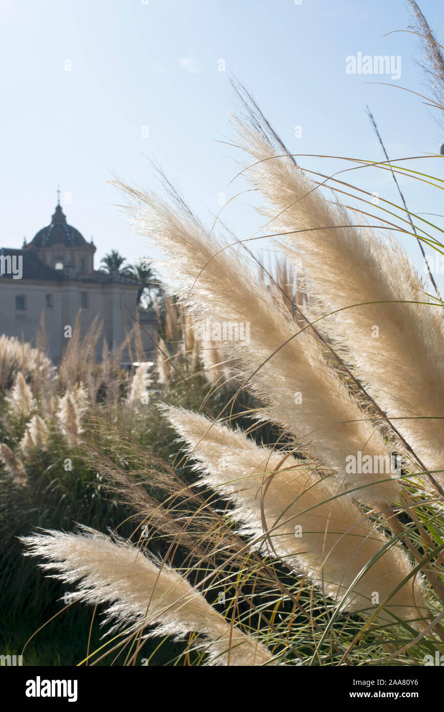Sevilla, Spanien. Pampas Gras mit das Monasterio de la Cartuja (Kloster Santa Maria de las Cuevas) im Hintergrund. Stockfoto
