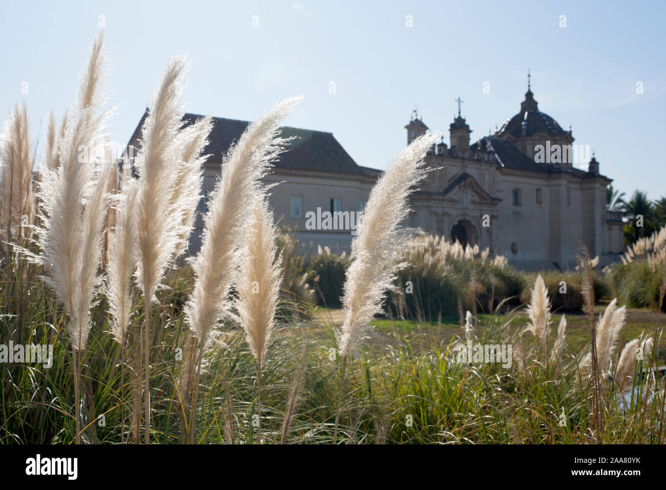 Sevilla, Spanien. Pampas Gras mit das Monasterio de la Cartuja (Kloster Santa Maria de las Cuevas) im Hintergrund. Stockfoto