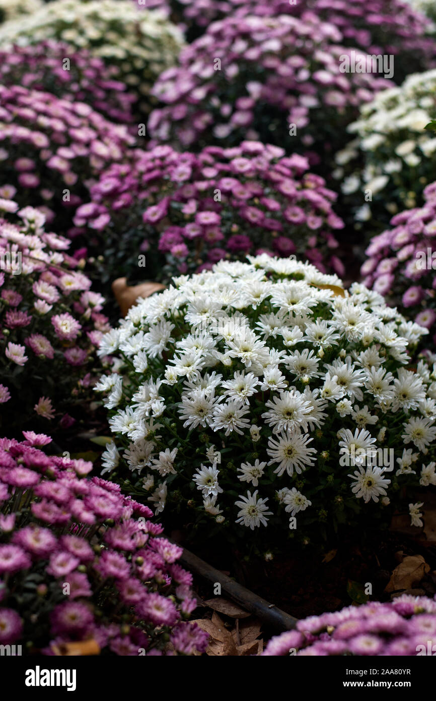 Sevilla, Spanien. Paris Daisy, Marguerite Daisy, oder einfach Marguerite (Argyranthemum frutescens). Weiß, rosa und purpur Daisy Sträuchern. Stockfoto