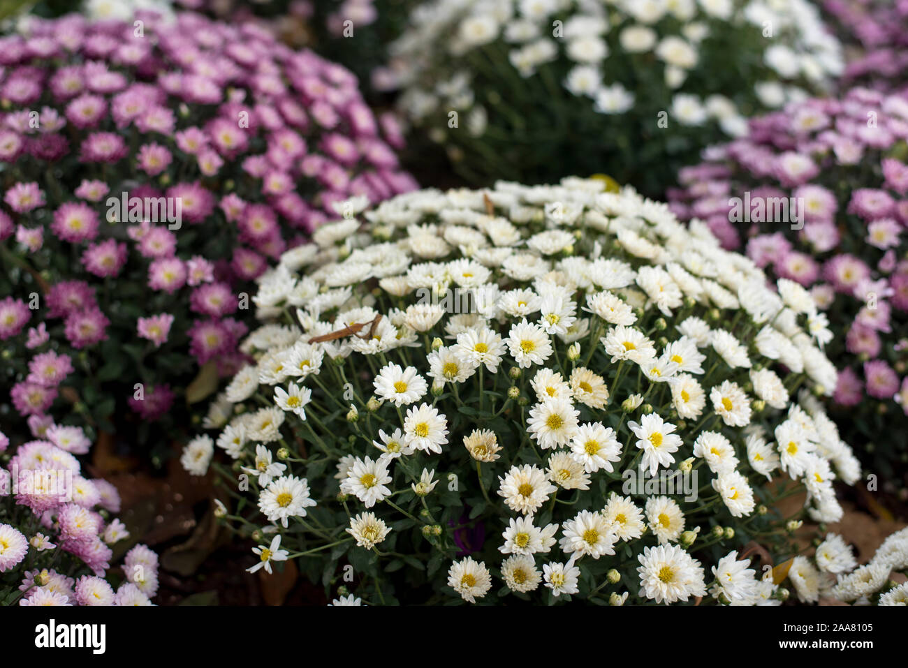 Sevilla, Spanien. Paris Daisy, Marguerite Daisy, oder einfach Marguerite (Argyranthemum frutescens). Weiß, rosa und purpur Daisy Sträuchern. Stockfoto