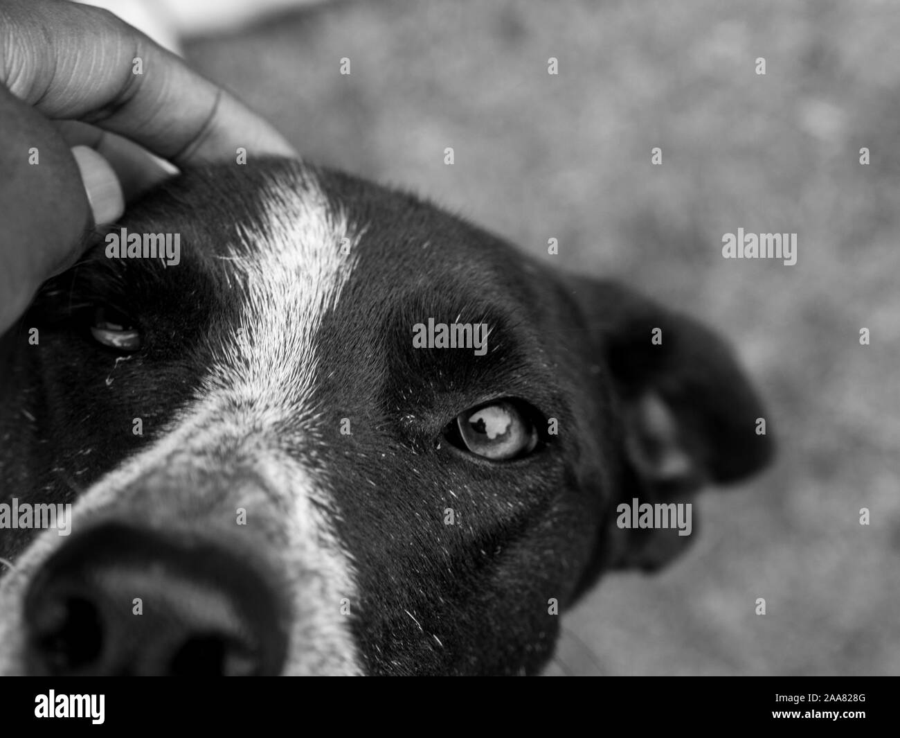 Schwarze und weisse Hund in Schwarz und Weiß genommen Stockfoto