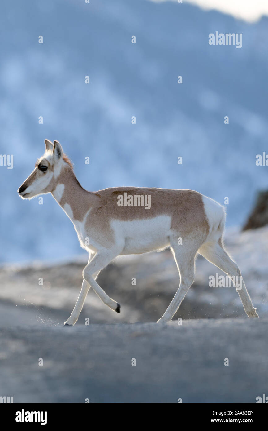 Pronghorn/Gabelbock/Gabelantilope (Antilocapra americana) im Winter, junge Animal Crossing ein eisiger Piste, schöne Lage, Yellowsto Hintergrundbeleuchtung Stockfoto