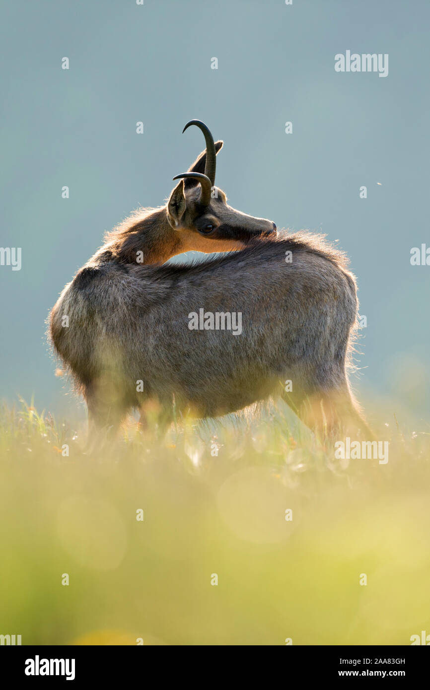 Chamois/Gaemse (Rupicapra rupicapra), Erwachsener, in üppigem Gras einer blühenden Bergwiese, pflegen den Rücken, schönes Licht, Tierwelt, Stockfoto