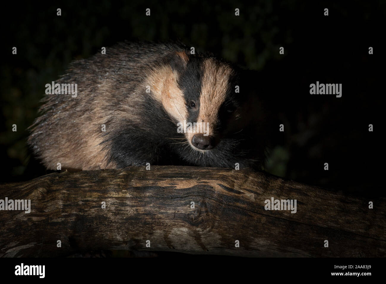Nahaufnahme eines wilden, städtische Dachs (Meles meles) im Dunkeln isoliert, Nahrungssuche in einem britischen Garten bei Nacht. Stockfoto