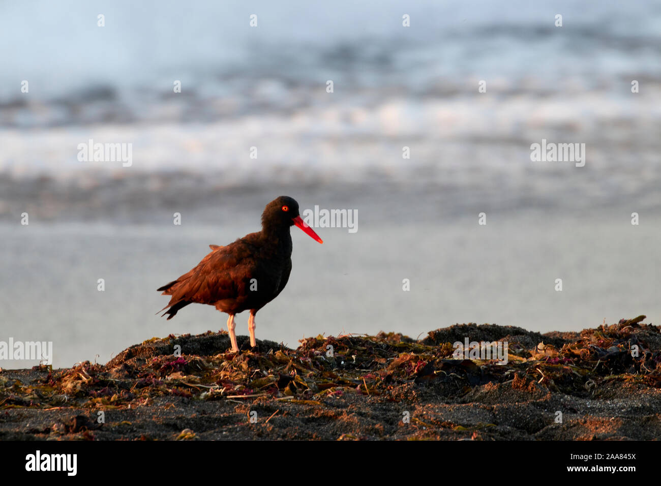 Eine Oyster Catcher an MacKerricher State Marine Conservation Area, Kalifornien, USA Stockfoto